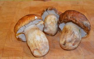 Маринованные грибы: рецепты заготовки на зиму Заготовка грибов